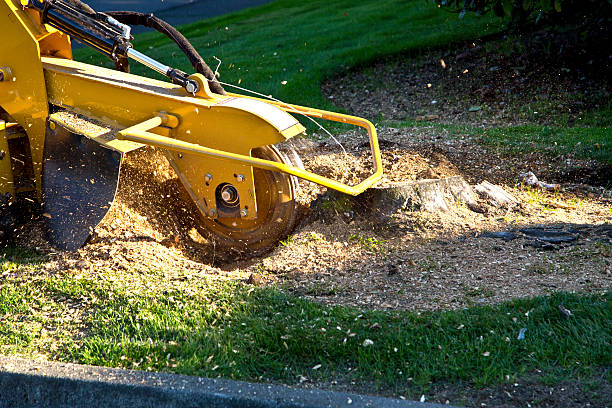 Best Seasonal Cleanup (Spring/Fall)  in Clearwater, MN